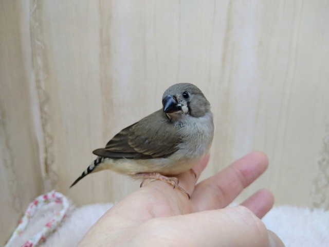 錦花鳥（キンカチョウ）