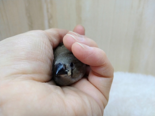 錦花鳥（キンカチョウ）