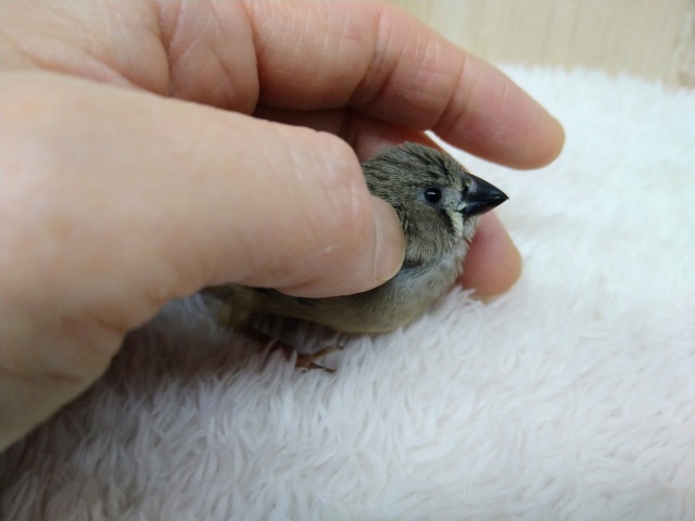 錦花鳥（キンカチョウ）