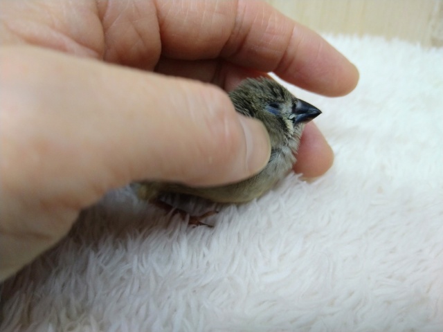 錦花鳥（キンカチョウ）