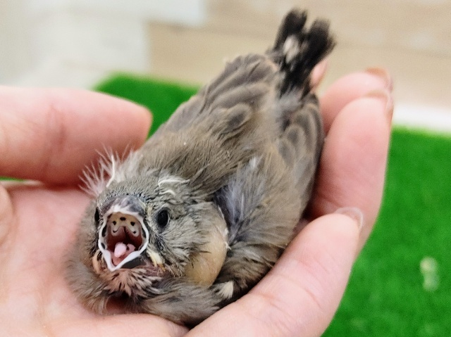 錦花鳥（キンカチョウ）