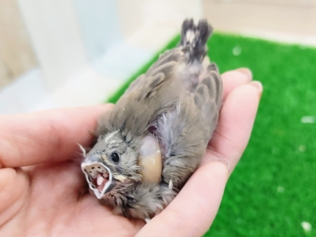 錦花鳥（キンカチョウ）