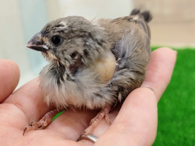 錦花鳥（キンカチョウ）