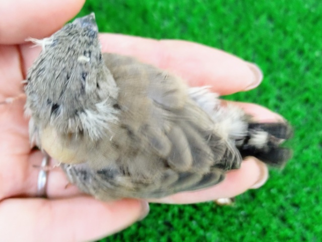 錦花鳥（キンカチョウ）