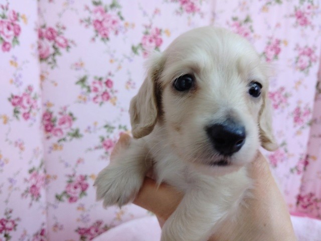 ミニチュアダックス