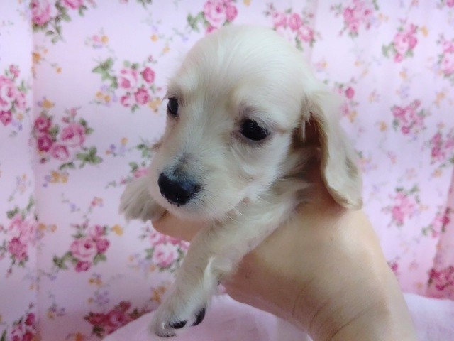 ミニチュアダックス