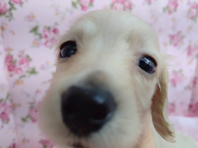 ミニチュアダックス