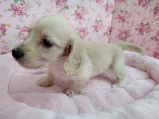 ミニチュアダックス