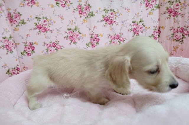 ミニチュアダックス