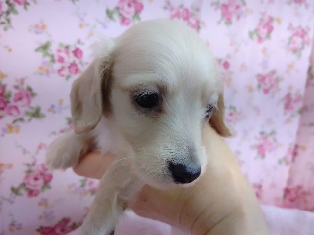 ミニチュアダックス