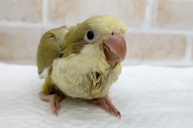 オキナインコ