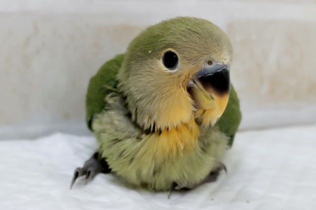 コザクラインコ（小桜インコ）