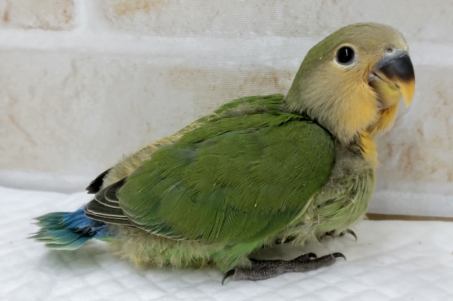 コザクラインコ（小桜インコ）