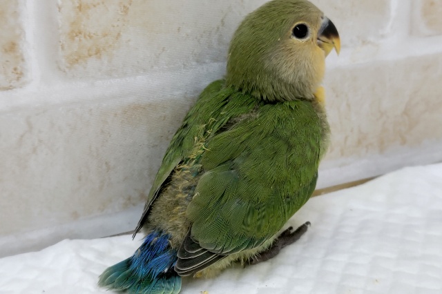 コザクラインコ（小桜インコ）