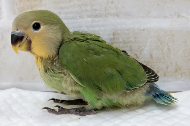 コザクラインコ（小桜インコ）