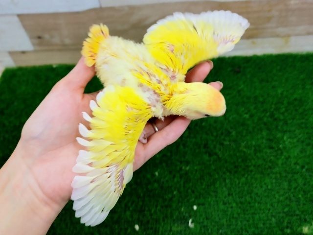 コザクラインコ（小桜インコ）