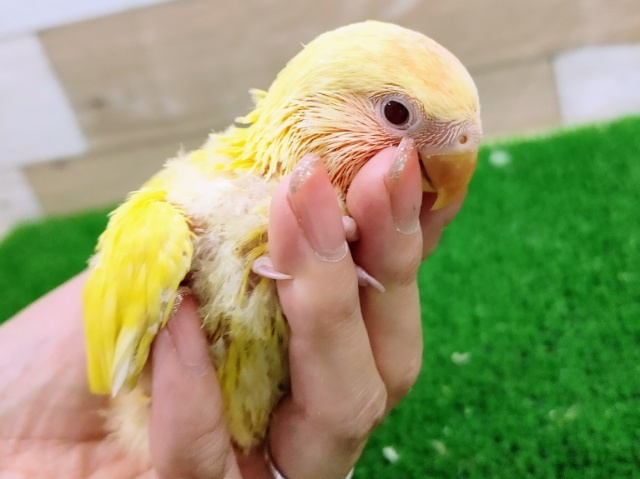 コザクラインコ（小桜インコ）