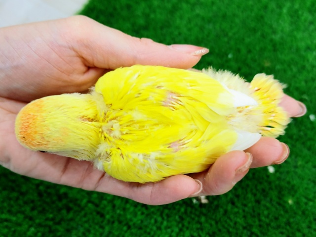 コザクラインコ（小桜インコ）