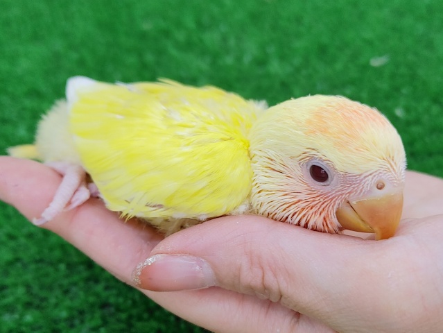 コザクラインコ（小桜インコ）