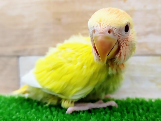 コザクラインコ（小桜インコ）