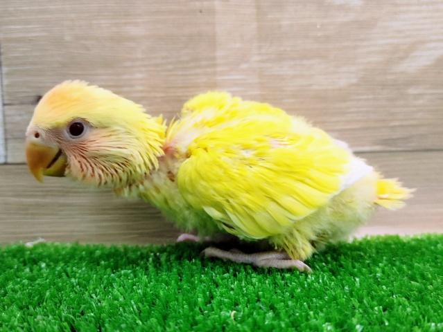 コザクラインコ（小桜インコ）