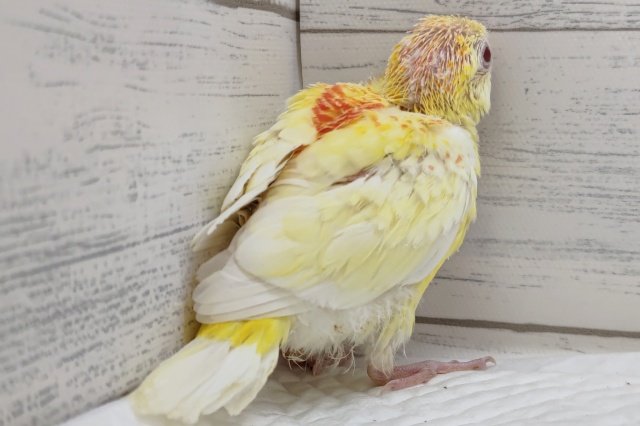 ビセイインコ（美声インコ）