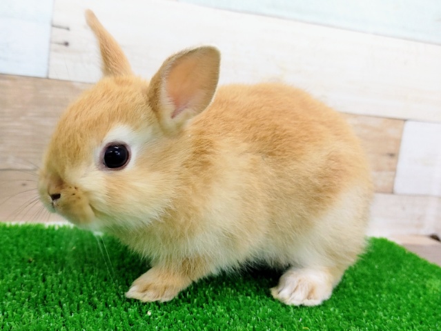 ネザーランドドワーフ