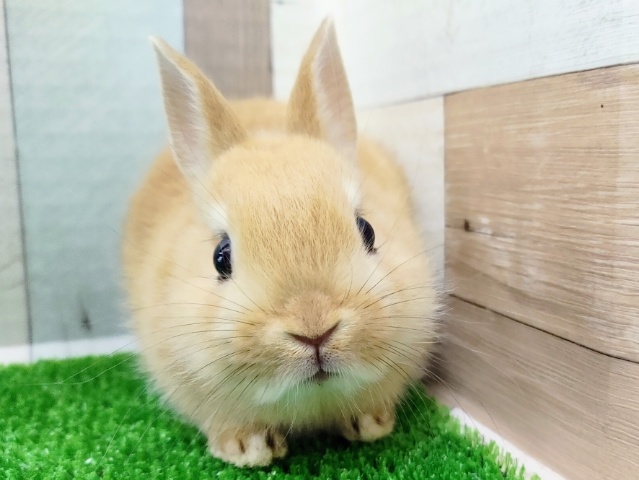 ネザーランドドワーフ