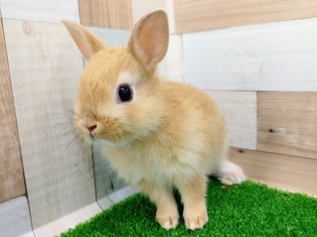 ネザーランドドワーフ