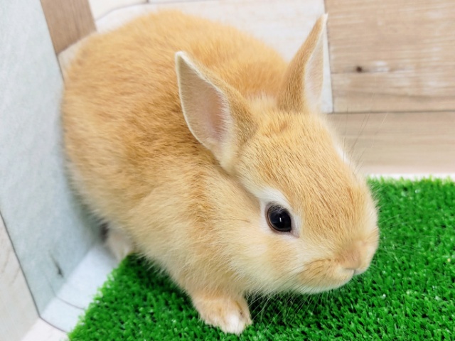 ネザーランドドワーフ