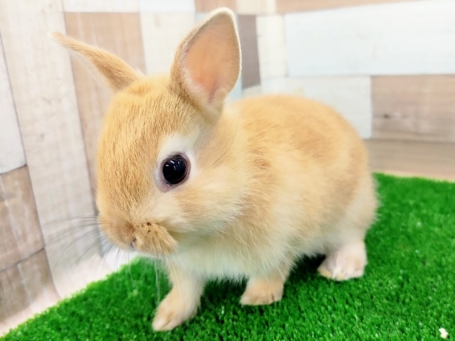 ネザーランドドワーフ