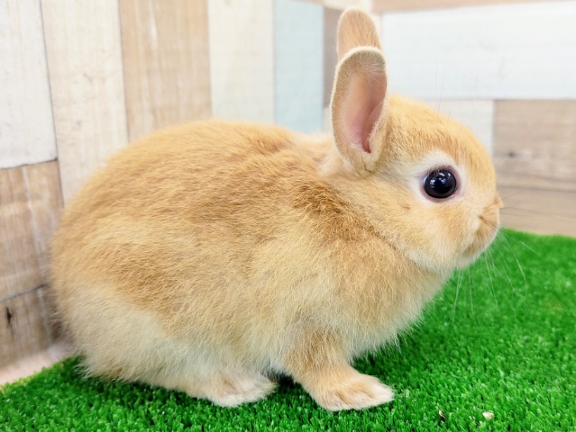 ネザーランドドワーフ