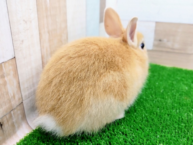 ネザーランドドワーフ