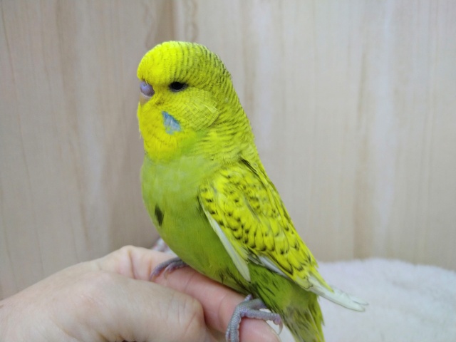 ジャンボセキセイインコ
