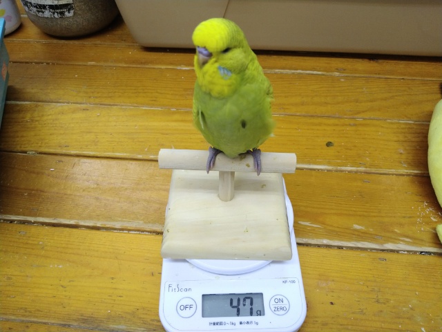 ジャンボセキセイインコ