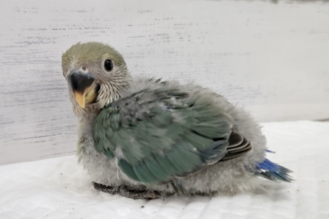 コザクラインコ（小桜インコ）