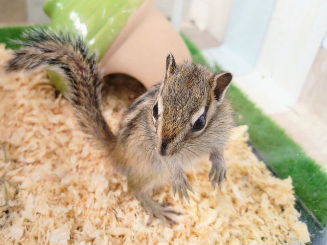 シマリス（ノーマル）