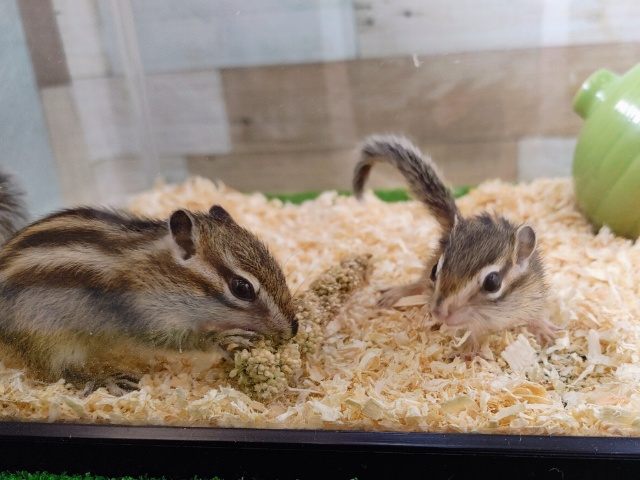 シマリス（ノーマル）