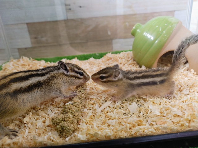 シマリス（ノーマル）