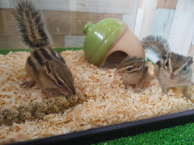 シマリス（ノーマル）