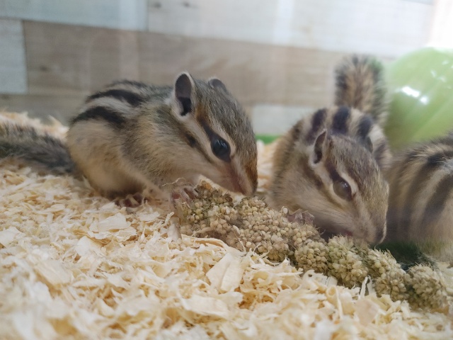 シマリス（ノーマル）