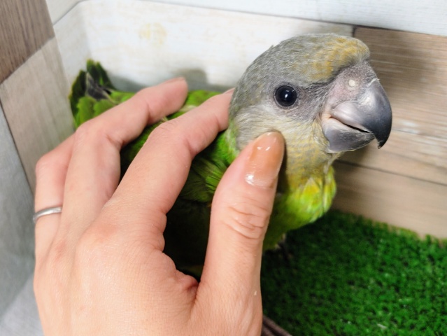 セネガルパロット