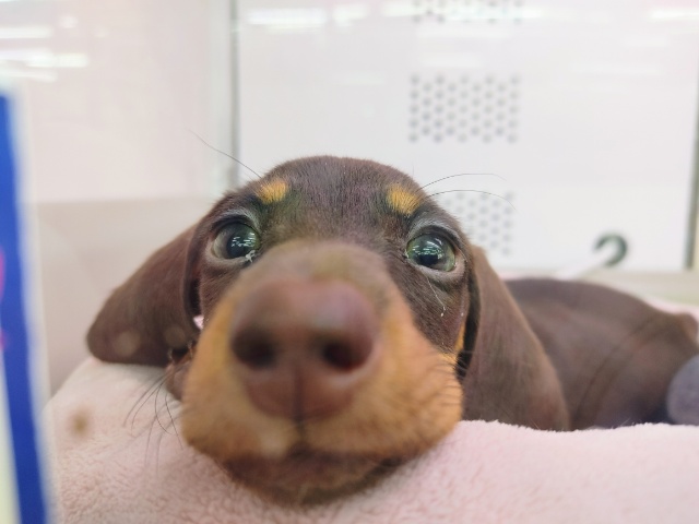 スタンダードダックス