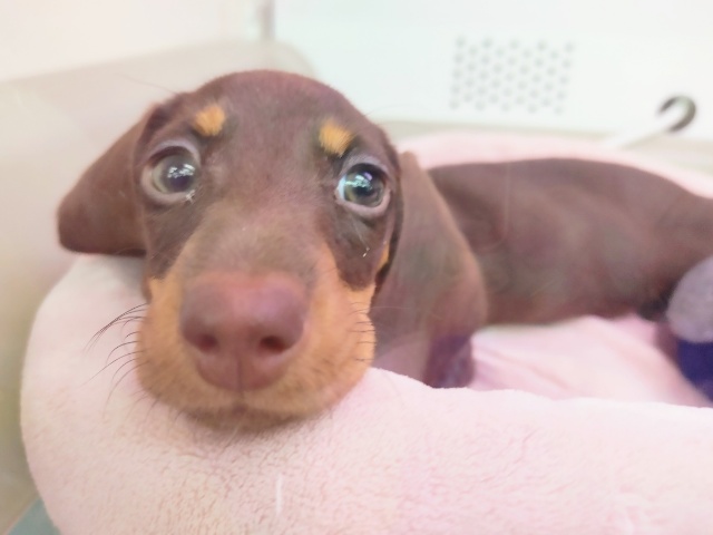 スタンダードダックス