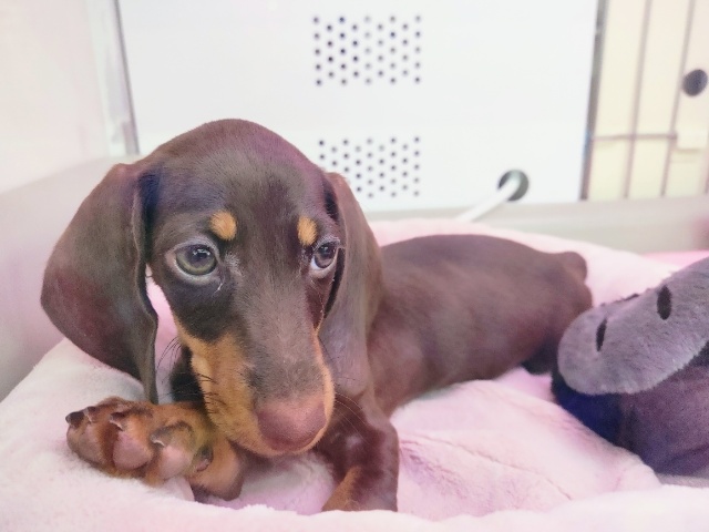 スタンダードダックス