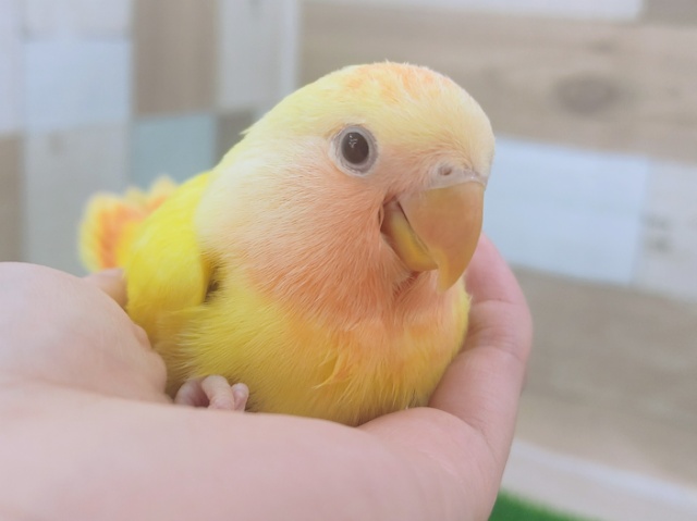 コザクラインコ（小桜インコ）