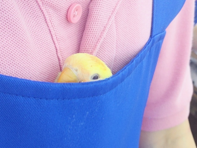 コザクラインコ（小桜インコ）