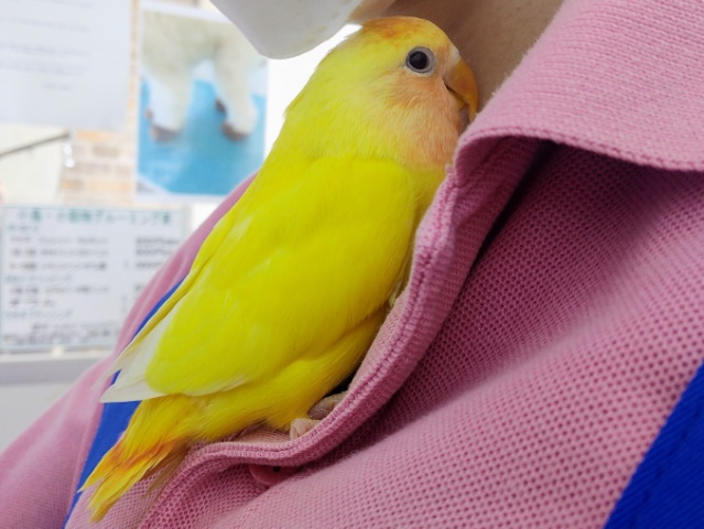 コザクラインコ（小桜インコ）