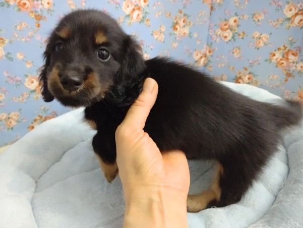 ミニチュアダックス