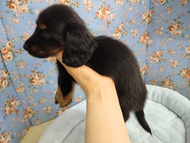 ミニチュアダックス